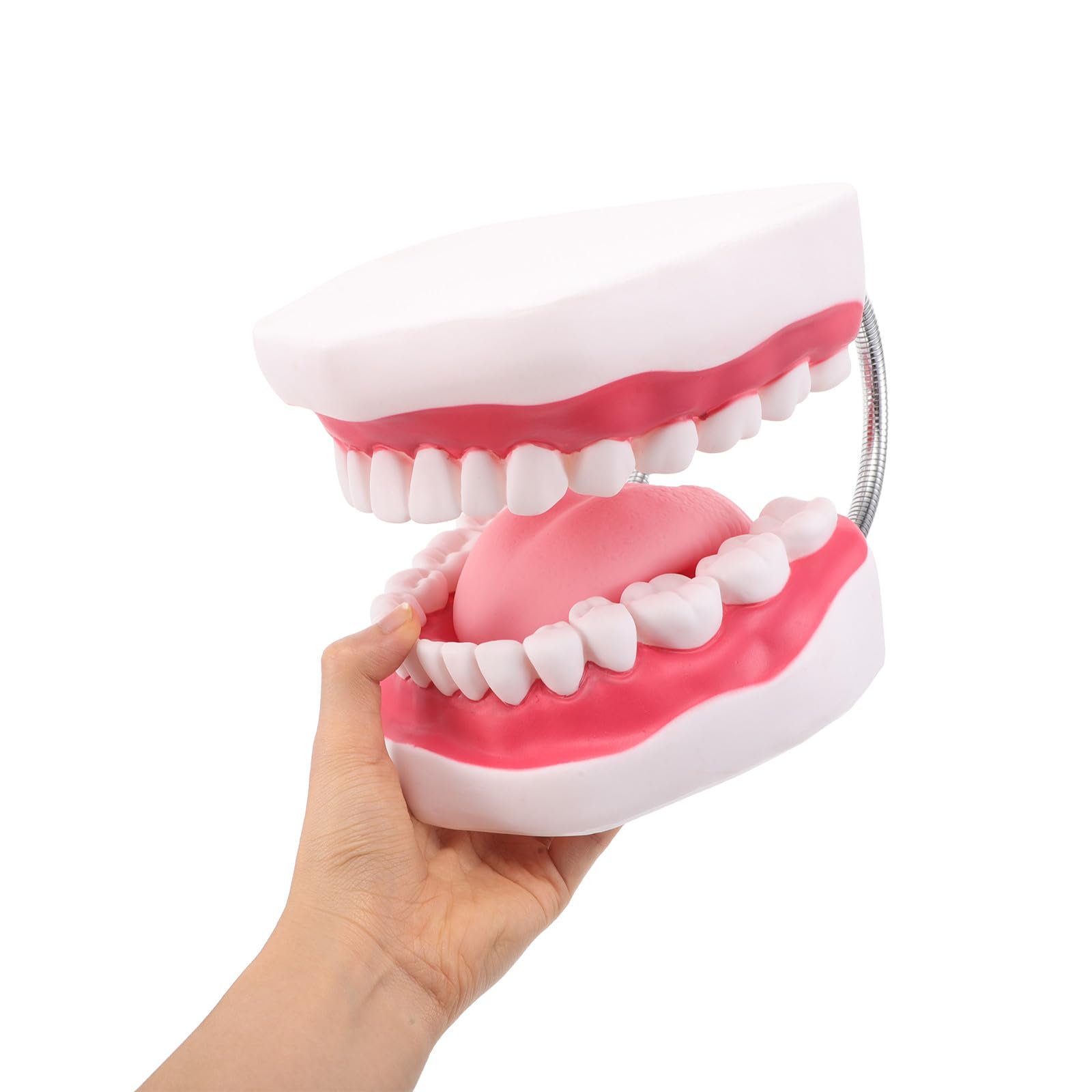 Ciieeo Modello di Protesi Dentaria Ortodontica per Insegnamento Modello di Denti per Studenti di Odontoiatria con Mascella Superiore e Inferiore Gengive e Lingua