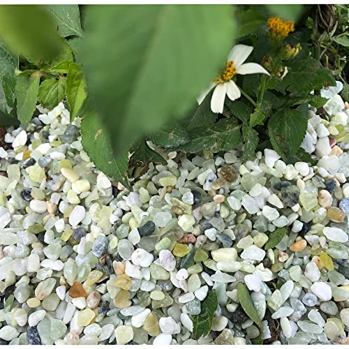Image of 18lb Jade Bean Pebbles,1 /4 Inch Cactus Bonsai DIY Rocks, Natural Succulent Rock and River Rocks Decorative for Aquariums, Vases, Terrarium, Outdoor Gardening, Top Dressing for Potted Plants