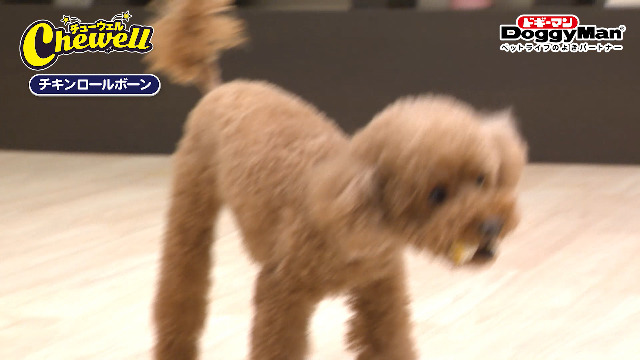 Amazon.co.jp: ドギーマン ホワイデント Chewell ヤギミルク