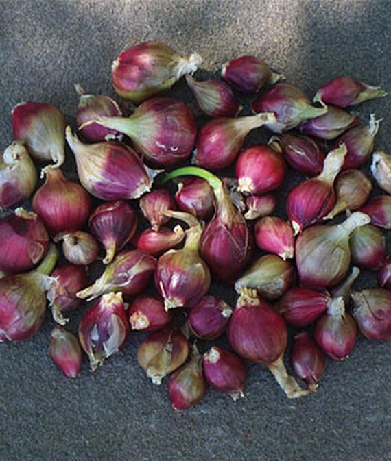 Willvine Onion, Egyptian Walking Onion 120 Seeds for Planting-image-2