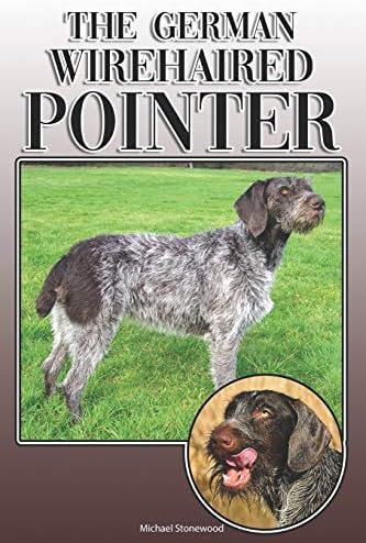 german wirehaired pointer grooming