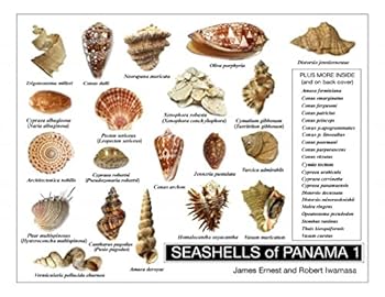 Hardcover SEASHELLS of PANAMA 1 [Large Print] Book