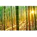 500+ Fresh Giant Bamboo Seeds For Planting - Quick Growth And Winter Hardy Privacy Screen Good For Environment 594553b8 0fe7 4f6e Bdc5 F9333eaefdc9.3f7803cf925de2548ad9e33ce5da255d