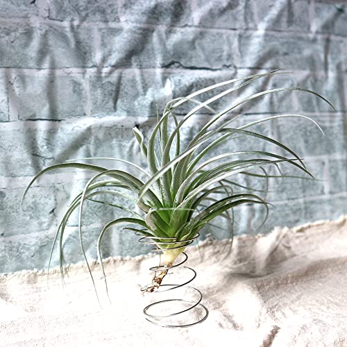 観葉植物 チランジア 種類」の人気商品一覧 | 安い商品を通販サイト