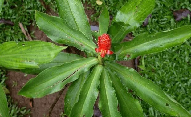 See full amazon price history chart for Cloud Farm Live Insulin Plant/Costus Igneus Plant For Diabetes Treatment CF-31 Cloud Farm Live Insulin Plant/Costus Igneus Plant For Diabetes Treatment CF-31 (B0BDGJPWK8) Amazon Price History, Amazon Price Tracker