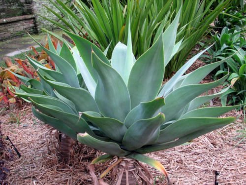 Agave attenuata - 5 Semillas