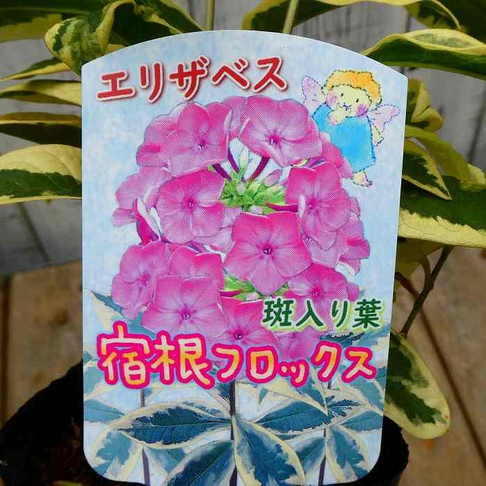 白い宿根草　フロックス　イベリス　エリゲロン（ゲンペイコギク）＋オマケ苗 Amazon.co.jp: 宿根フロックス 苗 エリザベス 斑入り オイランソウ