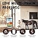 SCD Probiotics Barn Kleaner - Concentrated Stall Cleaner and Manure Treatment, All Natural Pen and Bedding Deodorizer w/ 11 Live Probiotic Strains to Control Odor, Compost Animal Waste (128 fl.oz.)