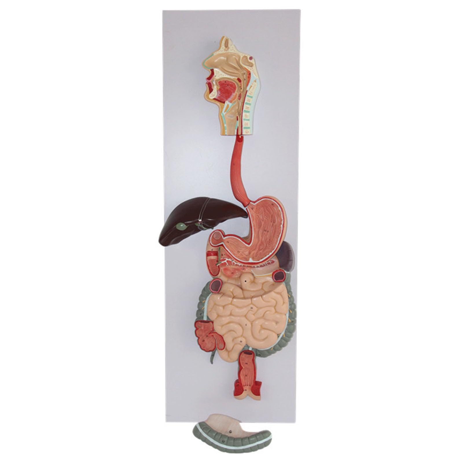 KJMWXOP Anatomical Model Of The Human Digestive System, Human Organ Sculpture Model With Digital, Professional Medical Teaching Aids