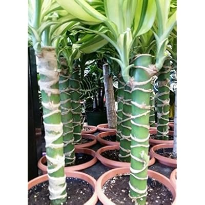 Buy Creme Green Corn Plant Dracaena 6 Pot Easy To Grow House Plant Online In Hong Kong B00n03419k