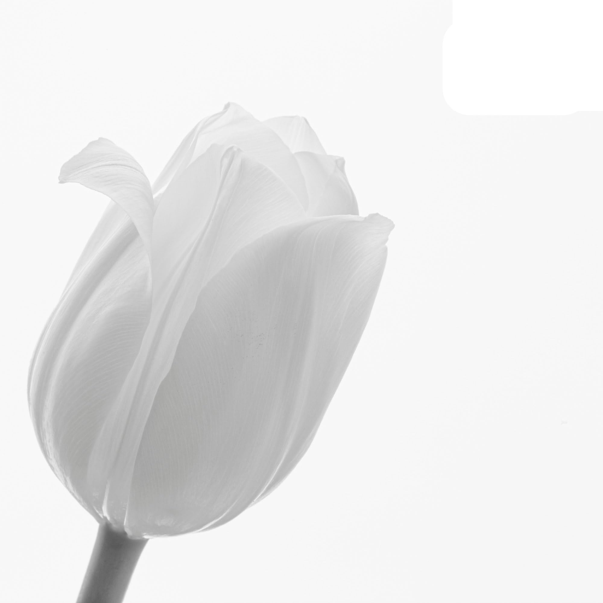 Bulbos de tulipán 'Catherina' | 20 Piezas | Tulipán Blanco Puro - 30-50cm - Ø5cm - bulbo de flor - Planta de jardín
