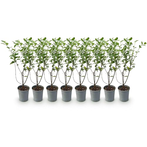 GreenboutiQ - Plantes de haie - Ligustrum ovalifolium - feuillage vert - 8 plantes - 1 mètre linéaire - persistant - pot 9cm hauteur 35-40cm