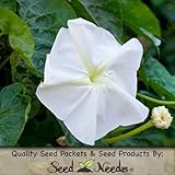 10 Seeds, Moonflower "Night Bloomers" (Ipomoea alba) Packaged By Seed Needs