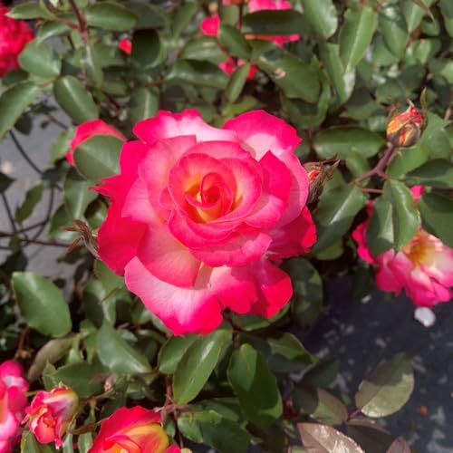 Rose You’re My Everything® - Award-Winning Hybrid Tea Rose with Fragrant Double Flowers in Dark Pink, White, and Yellow - 1x or 2X Bareroots by Thompson and Morgan