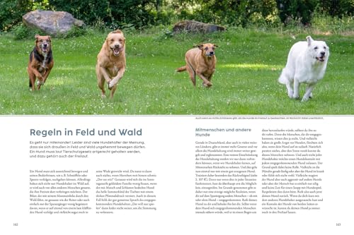 Jagdverhalten bei Hunden: Der Weg zum zuverlässigen Begleiter