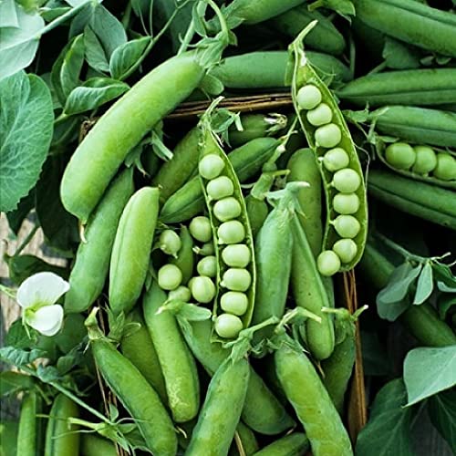 50 Sugar Ann Sugar Snap Pea Heirloom Seeds