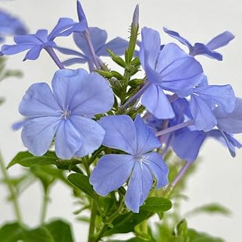 Amazon.co.jp: プルンバーゴ（ルリマツリ）：ブルー ボサ仕立て