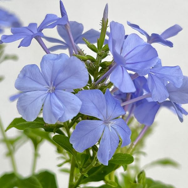 Amazon.co.jp: プルンバーゴ（ルリマツリ）：ブルー ボサ仕立て 5号