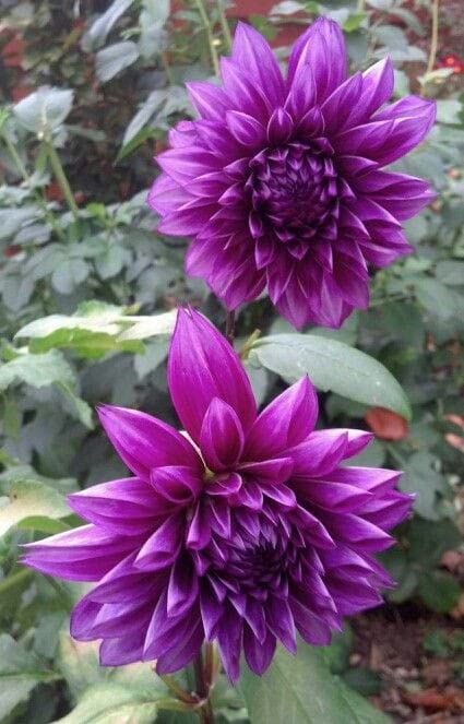 Radha Krishna Agriculture® Imported Dahlia Flower Bulbs Dark violet | Fragrant Flowers Planting Bulb For all season Outdoor And Indoor Gardening Pack of 2 (B0BTPSCM9D) Amazon Price History, Amazon Price Tracker