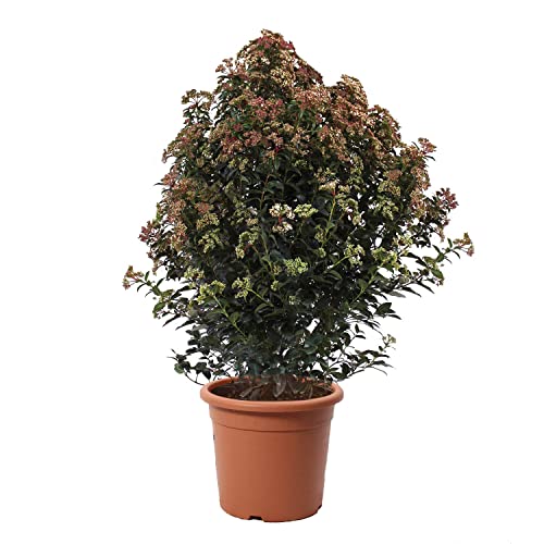KENTIS - Viburnum Tinus 'Eve Price' - Plante de Viorne - Vraies Plantes de Haies d'Extérieur Résistantes Sempervirens - H 100-125 cm Pot Ø 30 cm
