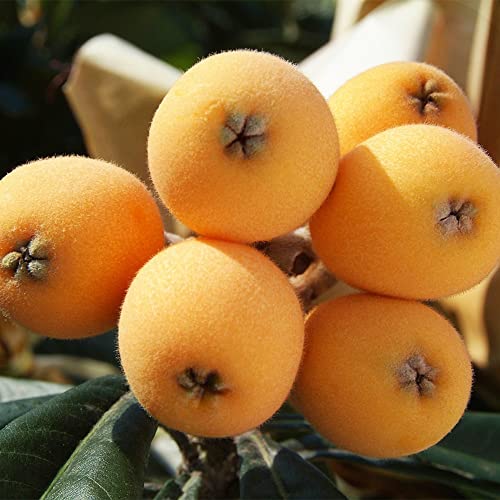 Qauzuy Garden 10 Loquat Tree Seeds, Japanese Plum, Medlar, Misbelief, Pipa - Asian Tasty Sweet Juicy Fruit - Heirloom Organic Fruit Seeds - Easy Grow & Harvest #TOP6
