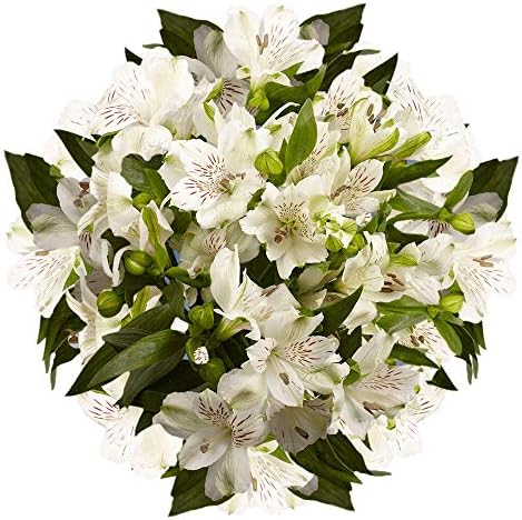 GlobalRose 120 Blooms of White Fancy Alstroemerias 30 Stems - Peruvian Lily Fresh Flowers for Delivery
