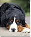 Produktbild Merchandise for Fans Mauspad/Mouse Pad aus Textil mit Rückseite aus Kautschuk rutschfest für alle Maustypen Motiv: Berner Sennenhund - 09