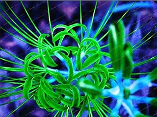 SOPHISTICATE Organic Seeds: 15 Bulbs: Lycoris Bulb, Spider Lily, Lycoris Radiata, Bonsai Flower, Green Lycoris Flowers - coolthings.us