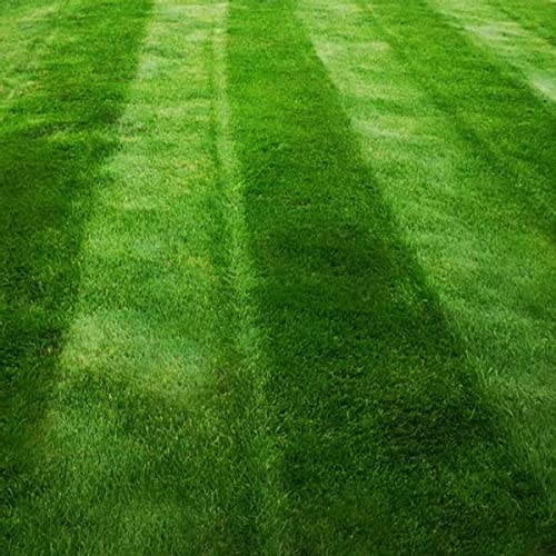 Buy American Dark Green Lawn Seed Grass for a Green Lawn All Year