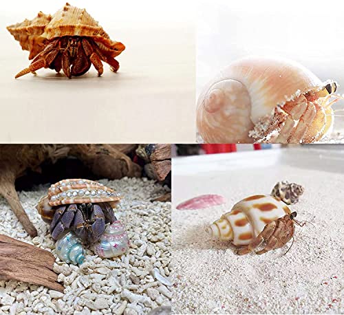 SEAJIAYI Hermit Crab Shells Medium Large XLarge Growth Turbo Seashells Artificial Plants Decoration Supplies Openning… - Image 3