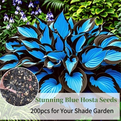 Hosta Seeds Blue Perennial for Planting, Rare Heirloom Non-GMO Stunning Hosta Seed, Low Maintenance, Attract Pollinators Bonsai Decoration for Shade Outdoor Garden, 200pcs - 3