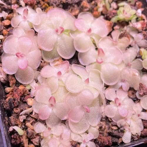 plantas carnívoras - semillas de mantecosa semillas de bonsái - plantas raras - jardín para los amantes la jardinería exterior jardín interior decorativas balcón con camas 100pcs