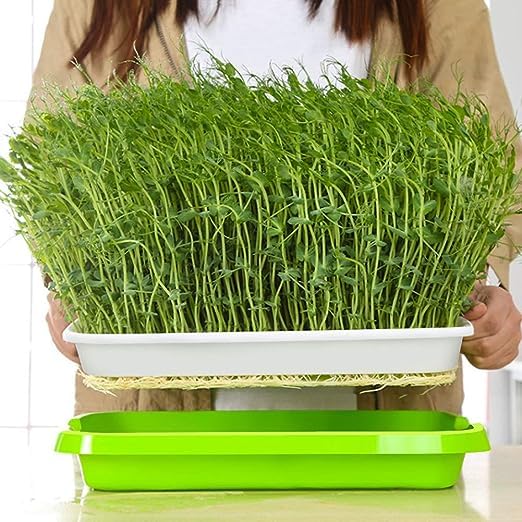 Image of Harvest House Germination Plastic Tray (Pack of 3) | Hydroponics Sprouter and Grass Growing Tray | Aquaponics Tray for Garden, Home and Office | Plant and Vegetables Growing kit Tray
