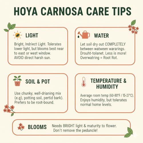 Image of Florona Rare Hoya Carnosa 'Red ' 1 Live Plant on Pot | Indoor Plants For Home | Flower Plant | Live Plants Indoor | Air Purifying Plant | Live Plant With Pot For Home Garden