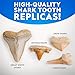 National Geographic Shark Tooth Dig Kit – Excavate Replica Teeth Fossils from Ancient Sharks and Make a Shark-Tooth Necklace, STEM Science Kit for Kids Ages 6-8, Educational Fossil Dig Activity