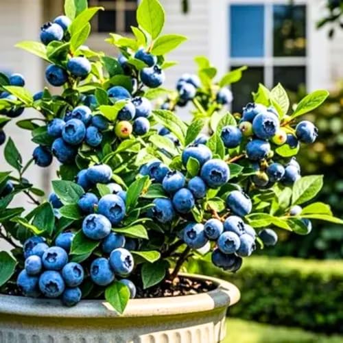 2 Blueberry Plants Live for Planting, Blueberry Bushes Live Plant 1 Year Old, Fruit Tree Live...
