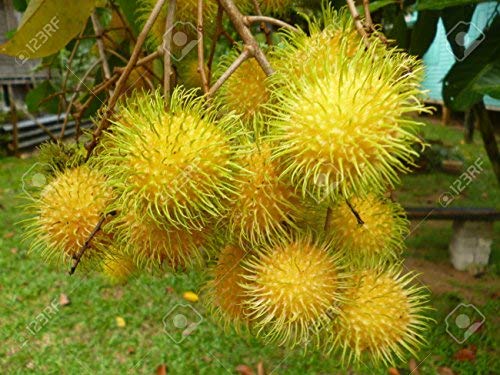 Creative Farmer Live Plant Rambutan/Nephelium Lappaceum Tropical Fruit Sweet Rare Yellow Native to The Indonesia Gardening Plant(1 Healthy Live Plant) (B07P1JJMF9) Amazon Price History, Amazon Price Tracker