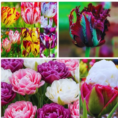Tulip Bulbs for Fall Planting Bulk, 25 Tulip Bulbs, Large Bulbs for Growing Indoors Outdoors, Flower Spring Bulb (Mix)