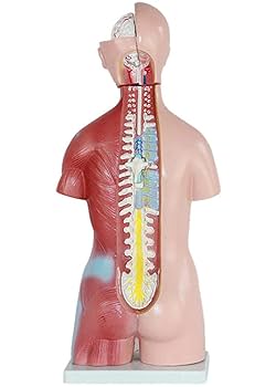 人体解剖学 りかなび】人体解剖模型（トルソー型） KIS－310