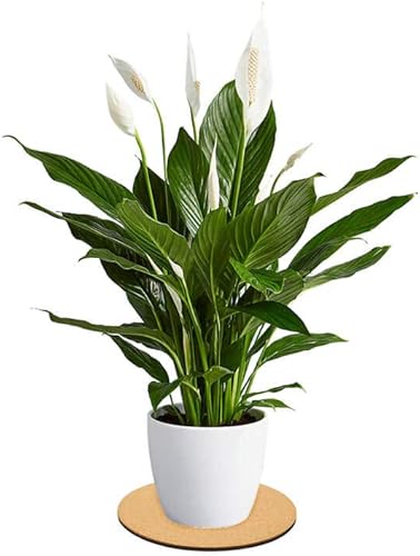 Miniatura 5 de Tapete de corcho para plantas, almohadillas redondas de corcho y posavasos para plantas, paquete de 4 (4, 6, 8, 10 pulgadas)