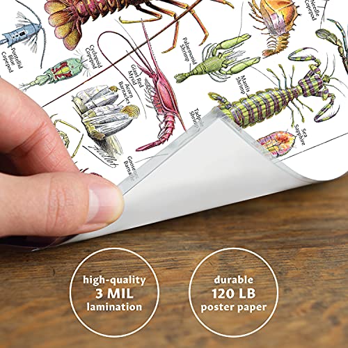 Palace Learning 2 Pack - Vintage Arthropods & Crustaceans Poster Prints - Entomology & Marine Life Identification Reference Charts (Laminated, 18” X 24”) #TOP2