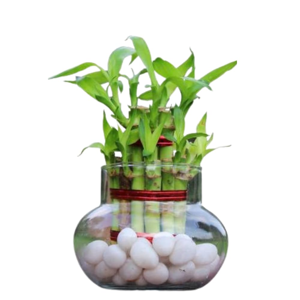See full amazon price history chart for JESAA GREENS 2 Layer Bamboo Live Indoor Plant With Glass Vase | Feng Shui Plant | For Living Room, Table Corner, Balcony, Bedroom, Office Home Decoration | Set of 1 JESAA GREENS 2 Layer Bamboo Live Indoor Plant With Glass Vase | Feng Shui Plant | For Living Room, Table Corner, Balcony, Bedroom, Office Home Decoration | Set of 1 (B09Q2YKW2R) Amazon Price History, Amazon Price Tracker