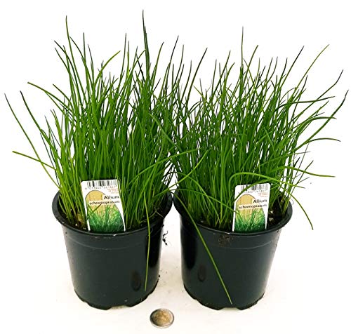 POWERS TO FLOWERS - ERBA CIPOLLINA BIO 2 PIANTE, piante vere
