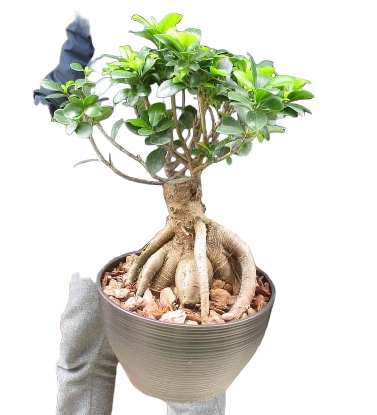 Amazon.co.jp: 【現品】 多幸の木 ガジュマル ガジュマルの木 8号鉢