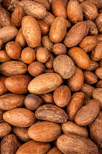 Bitter Kola (Garcinia Kola) 8oz Fresh African Bitter Cola Nuts Natural Herbal Chewing Nuts Organic Whole Kola Nuts Traditional West African Superfood Snack Premium Quality Bulk Pack