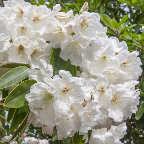 GARDENS ALIVE! - Chinoides White Flowering Rhododendron Broadleaf Evergreen Starter Shrub One Plant per Offer