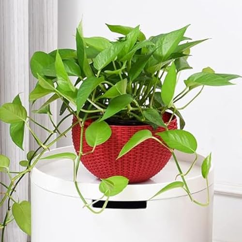 Image of Go Hooked Pots | Plastic | Hanging Pot | Red | Pot Diameter- 7.1 Inch | Pot Height-4.8 Inch | Pot Thickness-3 mm | Chain Length-13 inch Approx. | 6 Pieces