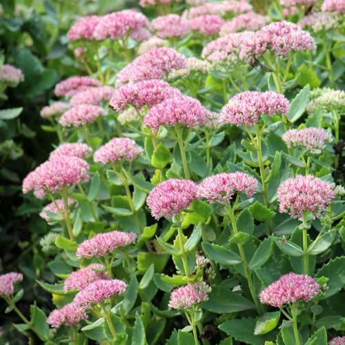 Sedum Autumn Joy Live Perennial Plants Pink Flowers Pollinator Friendly Non-GMO 4 to 6 Tall 2 Pack