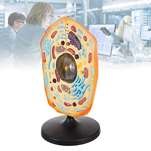 Modèle d'anatomie de cellules animales en bon matériau durable - 2