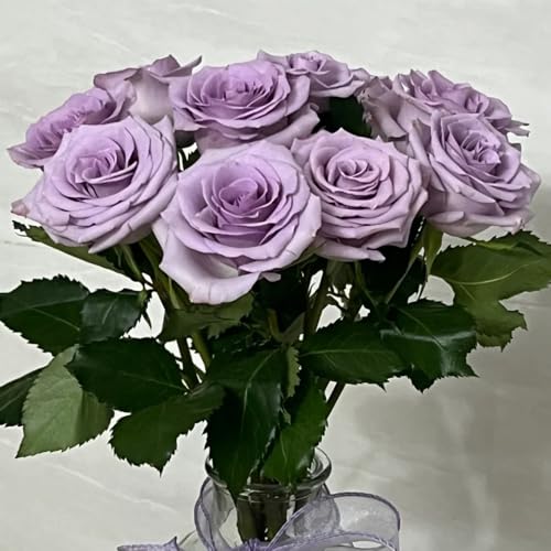 rosesemi semi rampicanti di rosasemi perenni, decorativi, resistenti all'esterno resistenti di rosesemi balcone, 550pcs